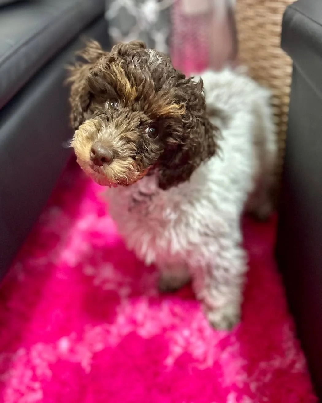 Ella &amp; Ace are getting beautified at the doggy salon, today.
Little brother, Okie, is still too little. He has one more round of puppy shots and then he can go too. He just doesn&rsquo;t really know what to do with himself without his brother and