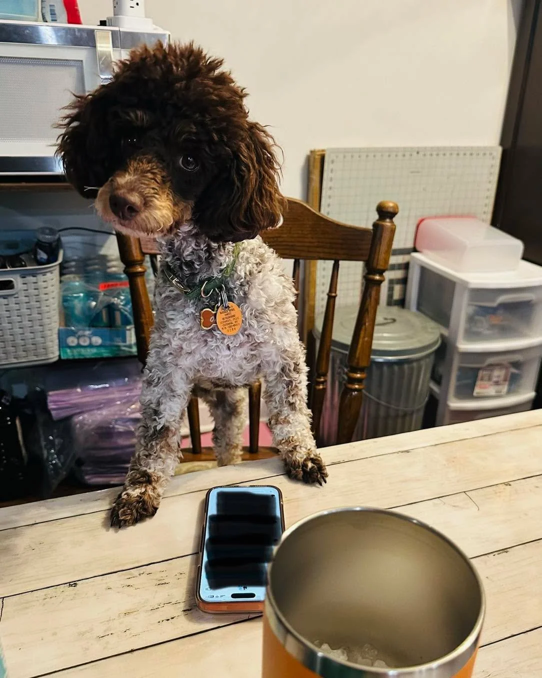 Okie is officially on message duty today ✨
If you&rsquo;ve sent us a message, just know our cutest employee is working hard to answer everyone between snack breaks and naps 🐾💌