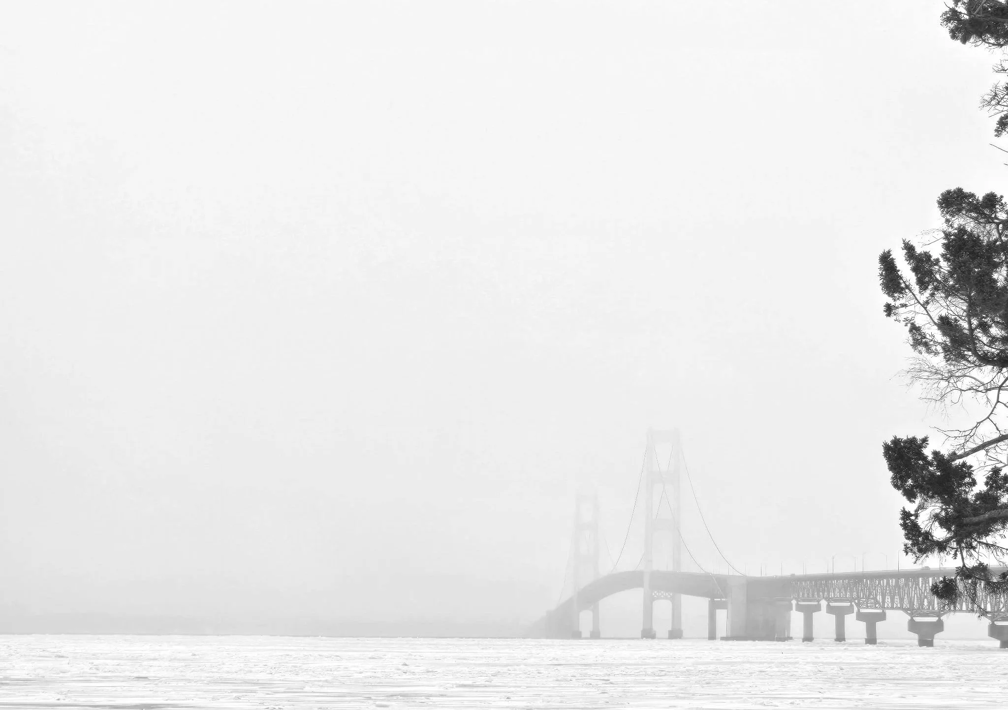 A foggy scene of a bridge, likely the Golden Gate Bridge, with trees on the right side and calm water in the foreground.