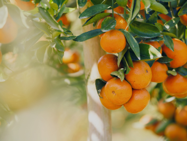 Rlus oranges mûres sur un arbre avec des feuilles vertes