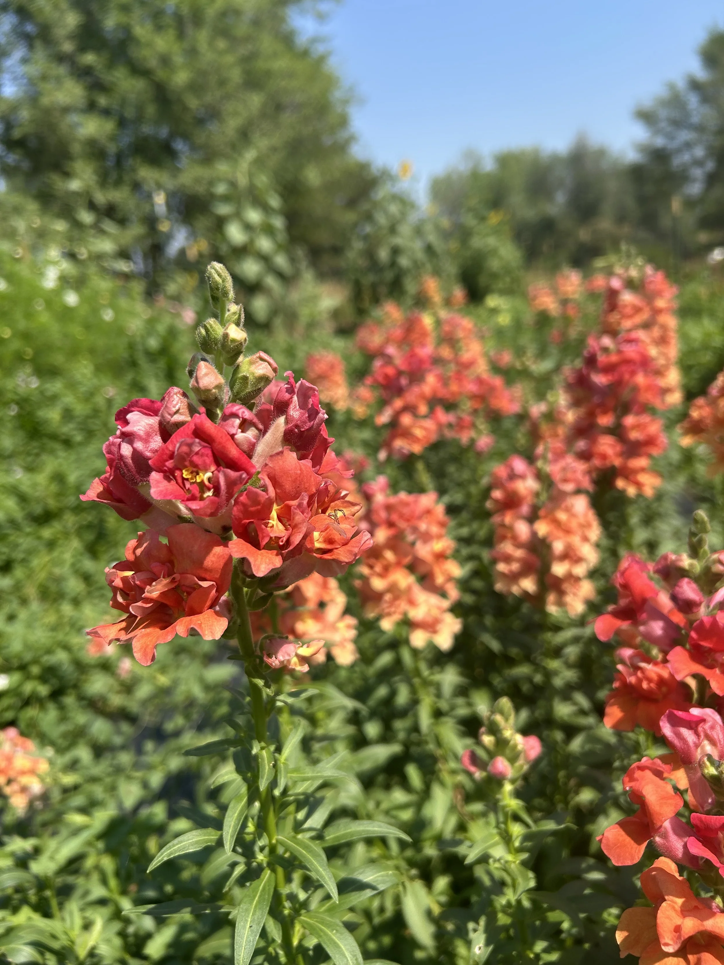IMG_7338 (1).jpeg
