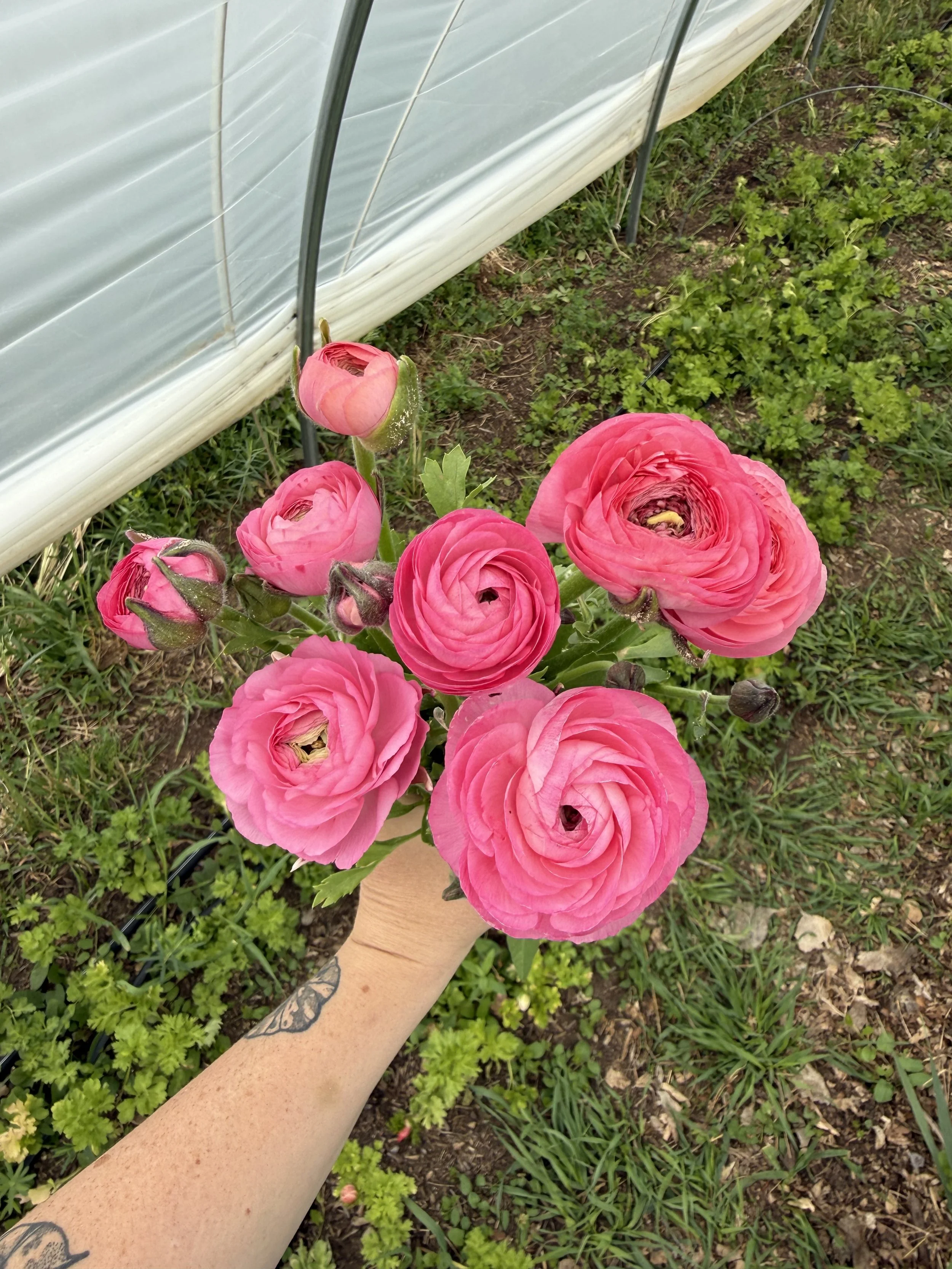 IMG_1966.jpeg