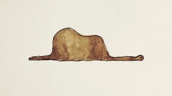 On Free Will, Solipsism, and the Boa Constrictor Eating the Elephant