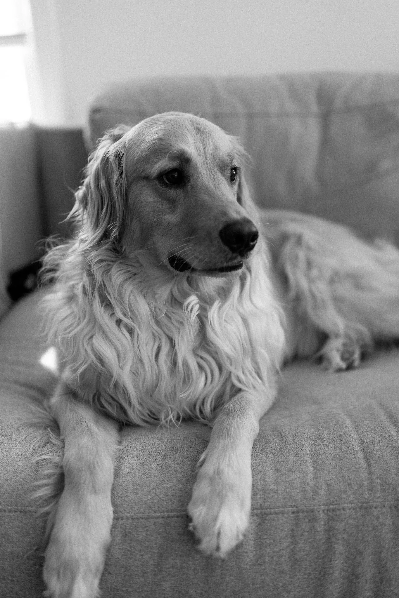 A dog with long, wavy fur, lying on a couch or bed, looking off to the side, in a black and white photo.