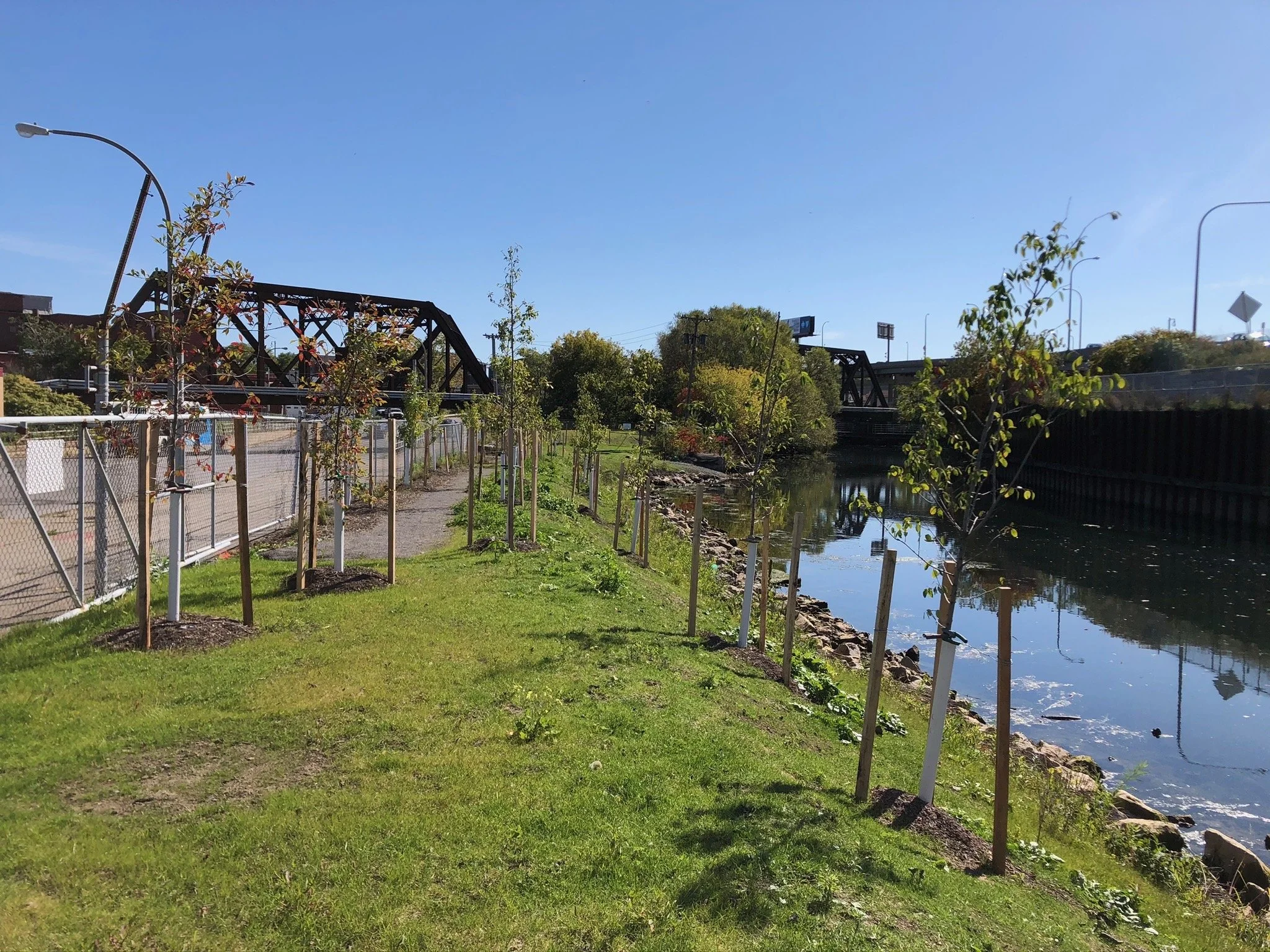 A lush green park area beside a calm river, with young trees planted along a pathway. A chain-link fence runs alongside the path and a metal bridge spans the river in the background, set against a clear blue sky.