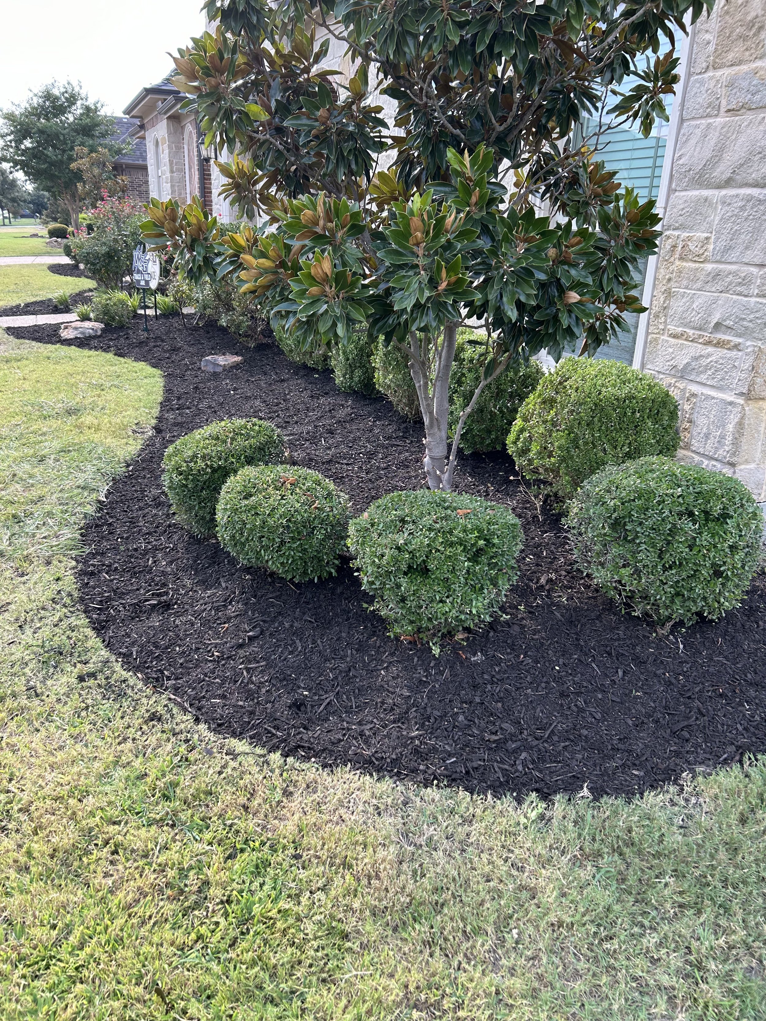 A landscaped garden bed with neatly trimmed round bushes, a small tree with dark green leaves, and mulch, located next to a stone house wall.