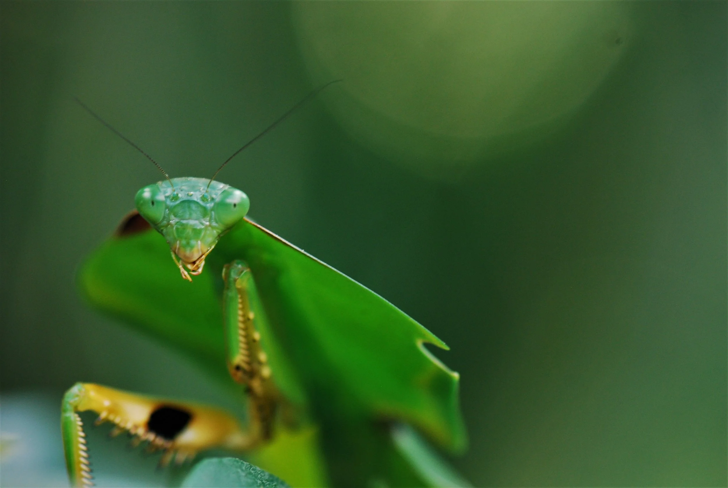 DSC_0142mantis.jpg