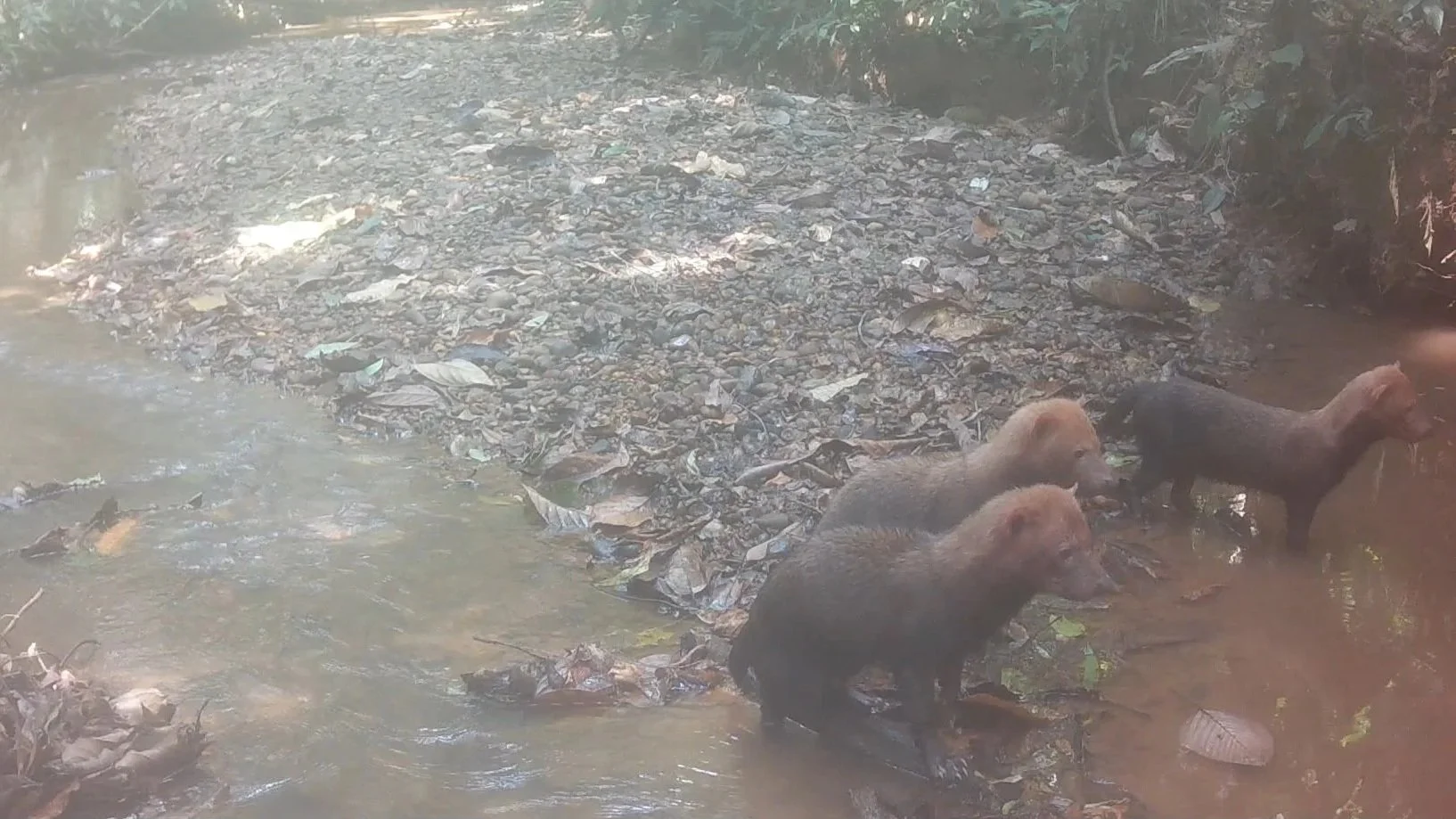 Rare &amp; Elusive Creatures of Emerald Arch!