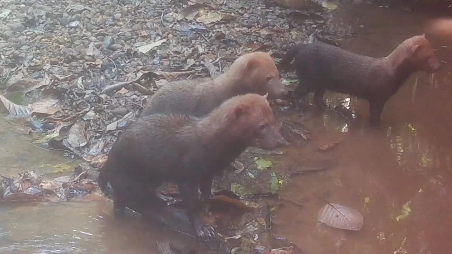 Rare &amp; Elusive Creatures of Emerald Arch 🐾 
Check out our new blog on our website 🍃 

Highlighting 3 incredible species that have been found on our piece of paradise in Ecuador!

Speothos venaticus - Bush dog