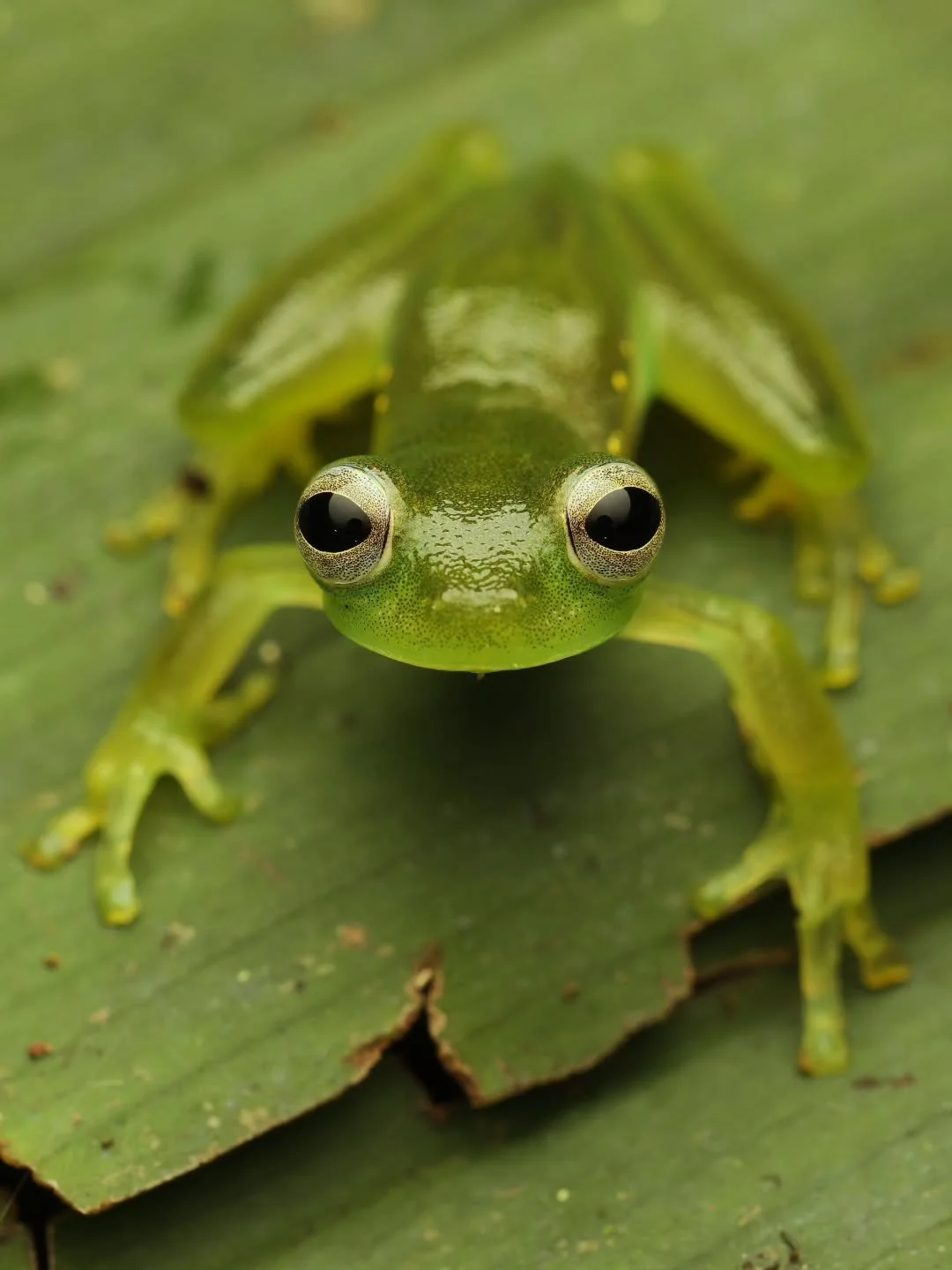 World Frog Day 2026!

Hiking at night, especially after a little rain fall is the best way to find these beautiful little glass frogs!
Their chirps echo through the streams and is one of the most unique sounds!

Who has found glass frogs before?

🐸 