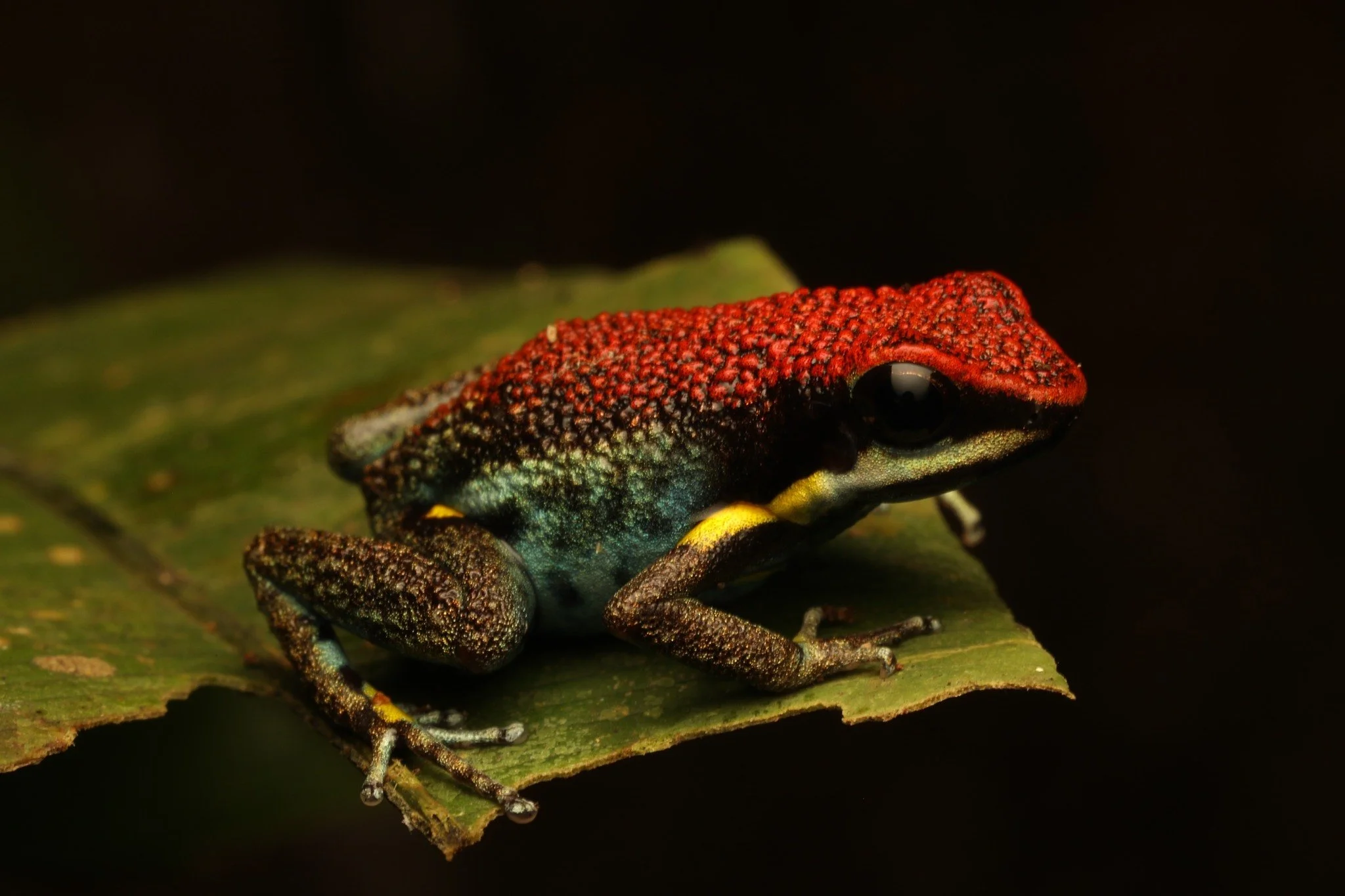 Why are some animals so brightly colored?

Like this Ecuador Poison Frog, bright colors tell predators that they are dangerous. It&rsquo;s like they&rsquo;re saying, &ldquo;Look at me! I&rsquo;m dangerous! Don&rsquo;t eat me!&rdquo;. This is called a