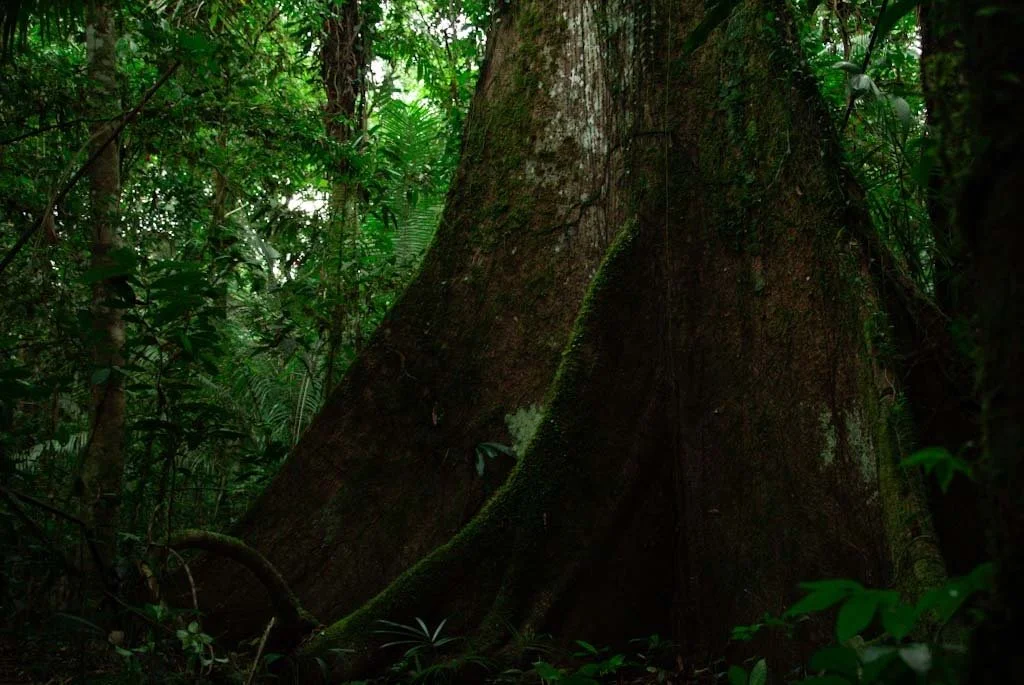 Ecuador is home to about 25,000 plant species. 🌱 Plants are extremely important for the health of the Amazon, providing biodiversity and habitat, water cycle maintenance, carbon sequestration, and services for native people. Old growth is especially