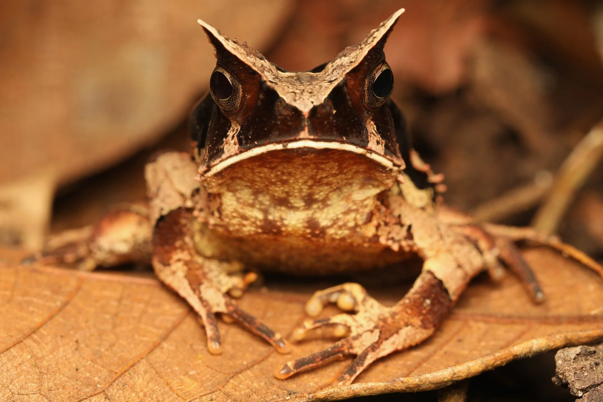 He really said >:(

The Long-nosed Horned Frog looks scary&hellip; and they are. Aggressiveness is common in these frogs and when threatened they will not hesitate to attack intruders much bigger than them! In parts of Argentina, some call them &l