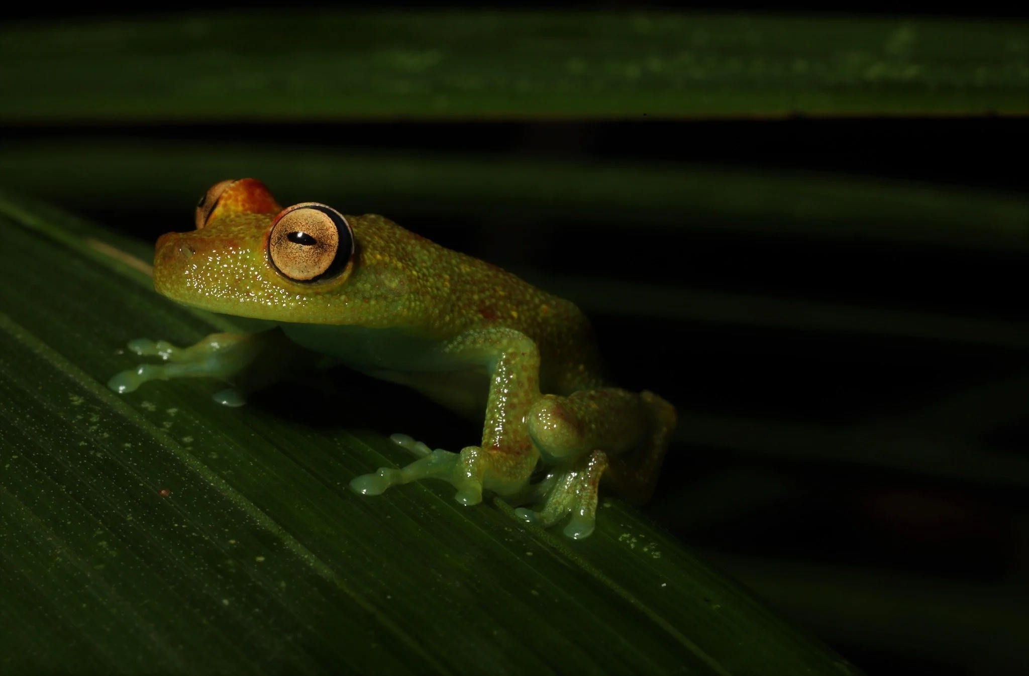 It's Frog Friday! 🐸

How beautiful is the Boana Punctata? If you hold a blacklight up to these guys, they glow purple! 💜 

Do you have a favorite frog?

#frogfriday #conservation