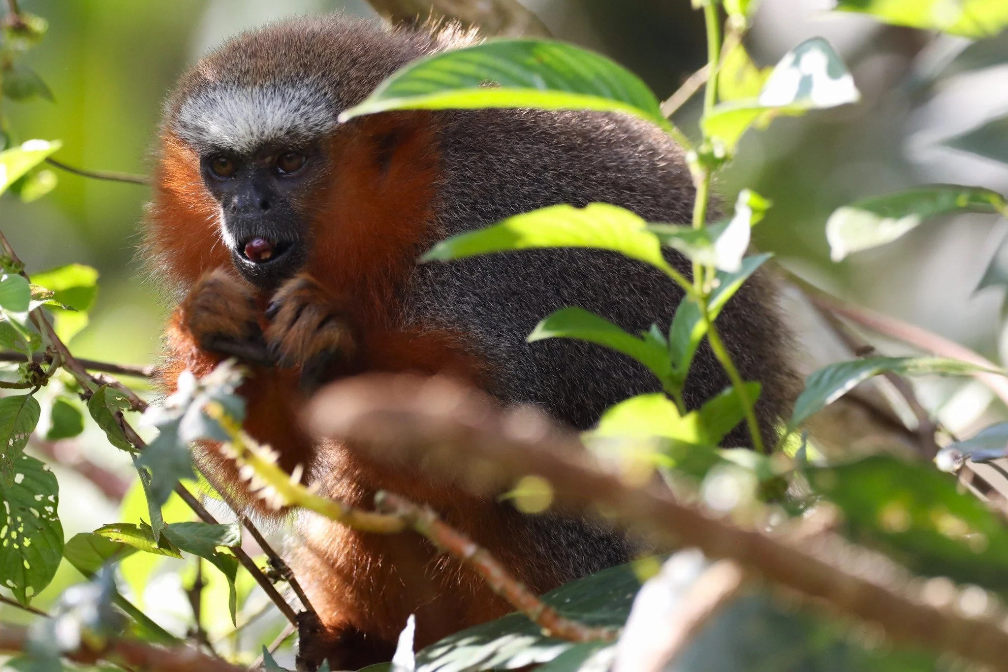 The White-Tailed Titi is a monkey native to Ecuador and Peru, and they are quite slippery! They can be difficult to find when they're traveling, except for when they sing duets with one another in the mornings. 🎵

#ecuador #conservation #monkey