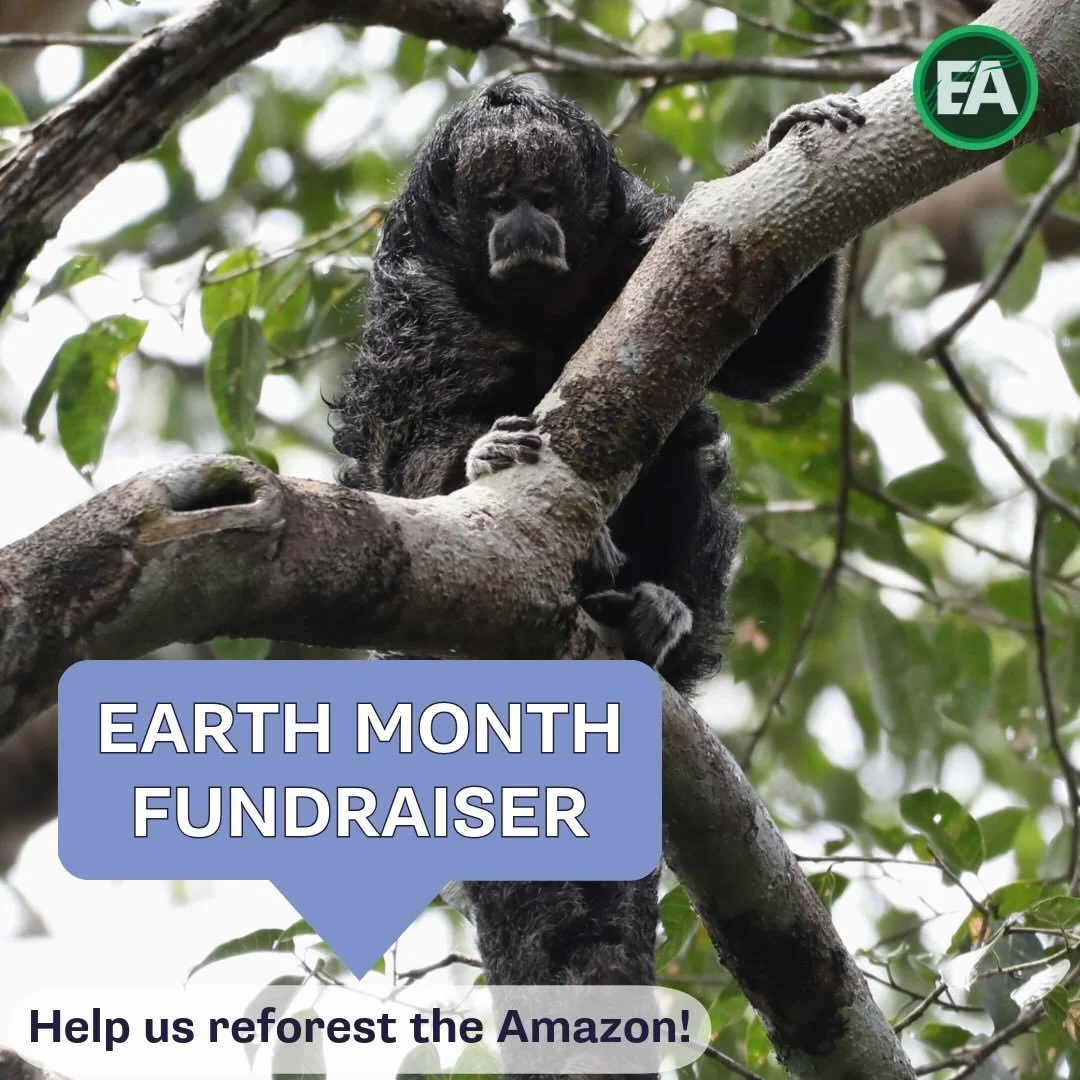 Want to do your part in reforesting the Amazon? Simple! Donate $20 and we&rsquo;ll handle the rest. 

This small donation will buy a tree seedling that our team will plant in our reforestation section by the end of April. Help us create a better habi