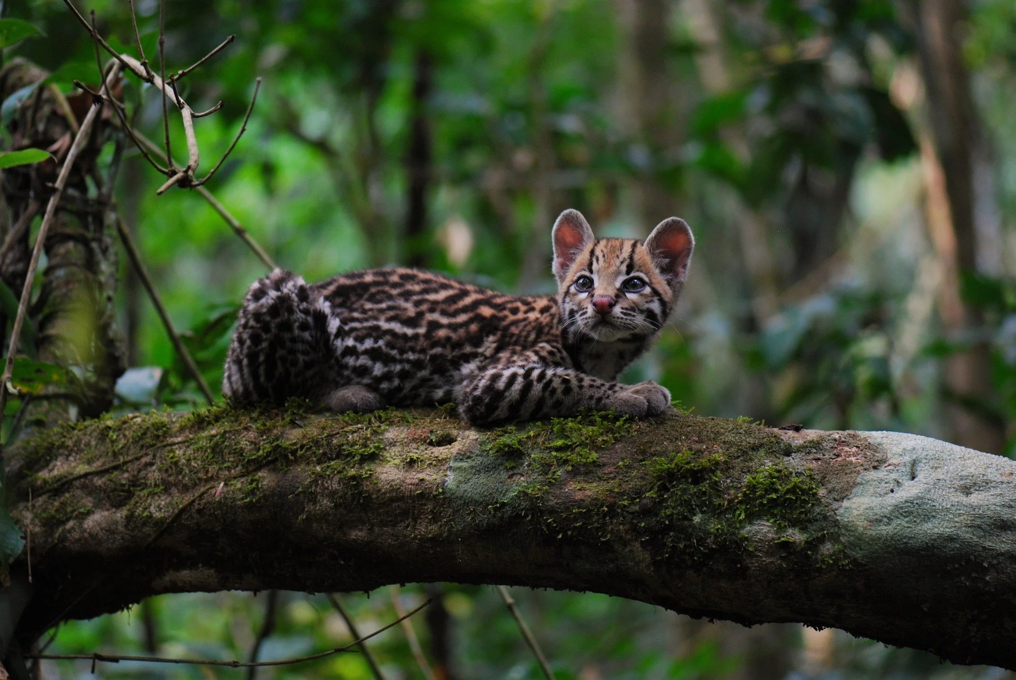 Want to know more about what we do? Want to help make conservation happen in the Amazon Rainforest? Check out our website - https://www.emeraldarch.org/

With support from people like you, we can protect and save thousands of species that are in need