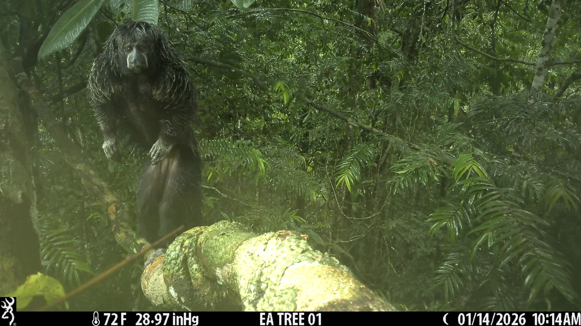 Arboreal Camera trapping!