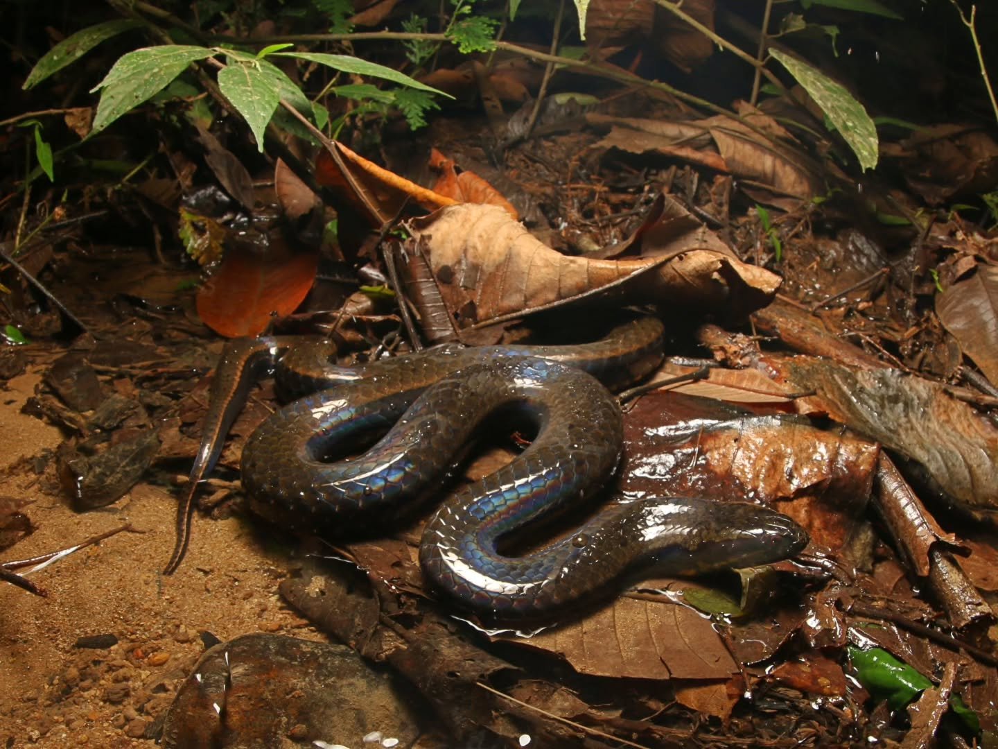 Pseudoeryx plicatilis - South American pond snake

The highlight of our recent surveys was finding this incredibly rare aquatic snake. 
In Ecuador, South American Pond Snakes are recorded no more than once every few years at any given locality, so fo