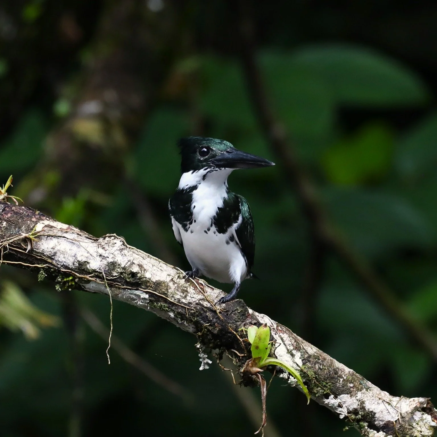 How cute is the Amazon Kingfisher?

These guys are indicator species, which means that their presence indicates a healthy river ecosystem! They like to plunge into the water to eat fish and crustaceans 🦀

#birds #conservation #amazonrainforest