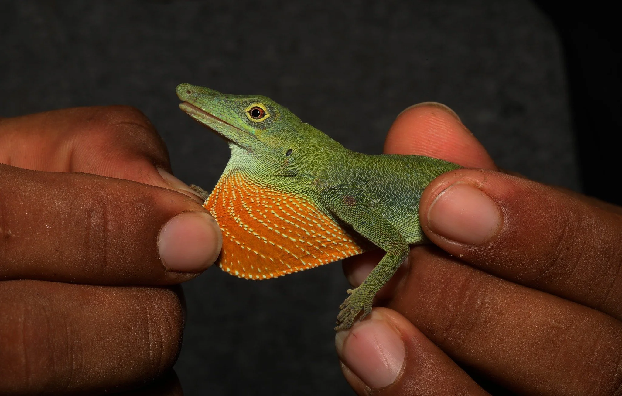 What's that orange thing on the Amazon Green Anole's throat?

It's called a dewlap, and they use it to find mates as well as defend their territory. Talk about love AND war!

#reptiles #ecuador #conservation