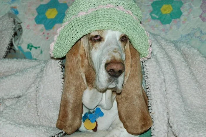 An elderly pet under a blanket