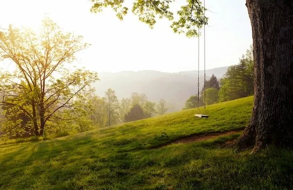a swing on a tree by itself
