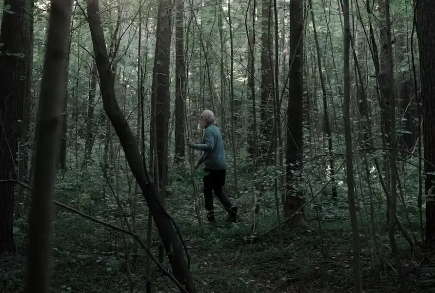 A person walking through the forest alone