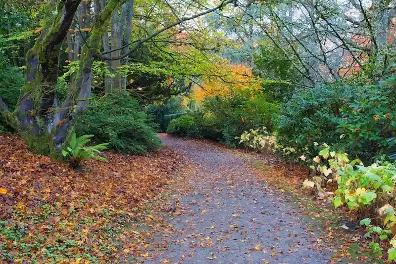A path in the fall with leaves covering it