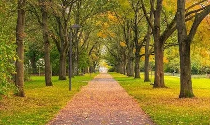 A path through trees in a park