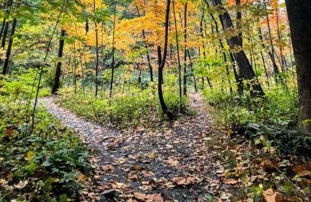 a path that splits into two paths