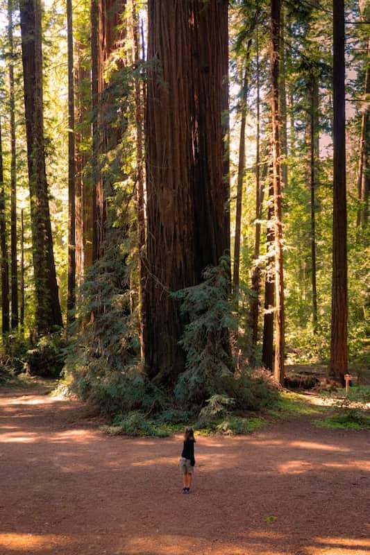 a person standing next to a large redwood tree