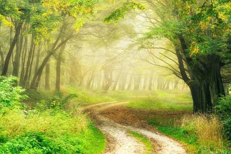 A path through the woods with sunlight