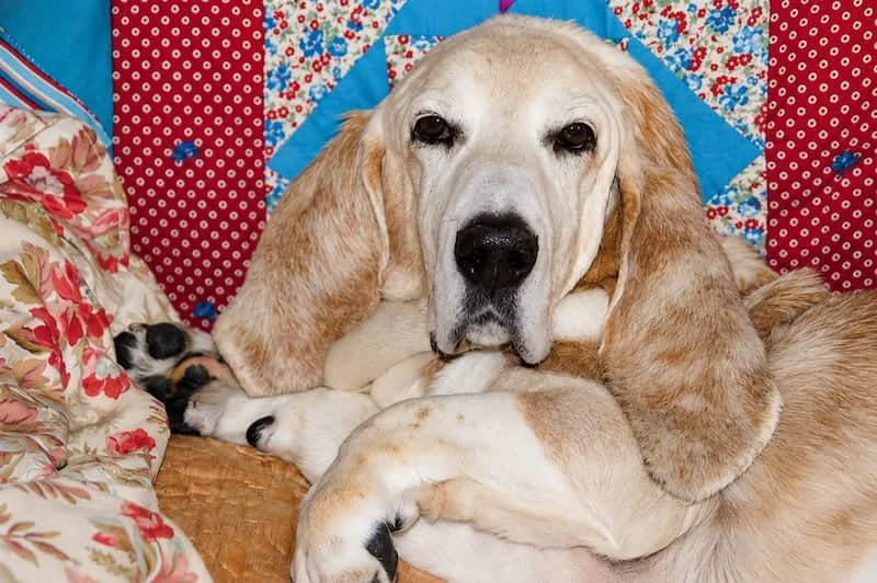 An older bloodhound dog