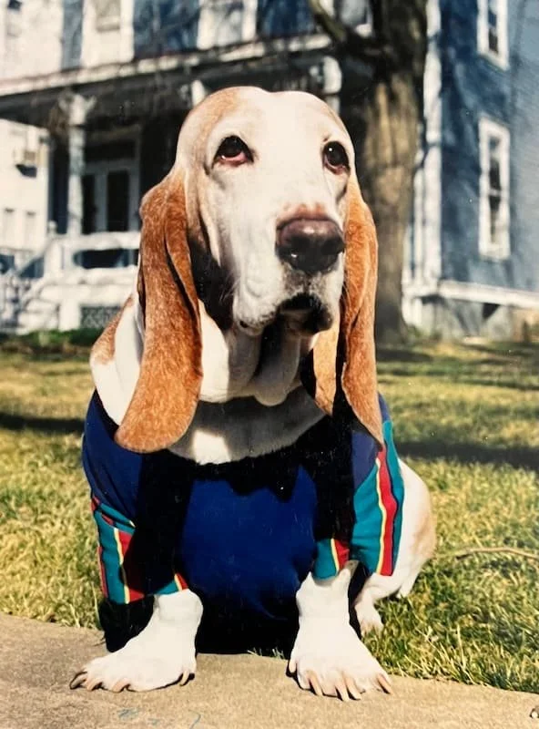 An older dog in a jacket