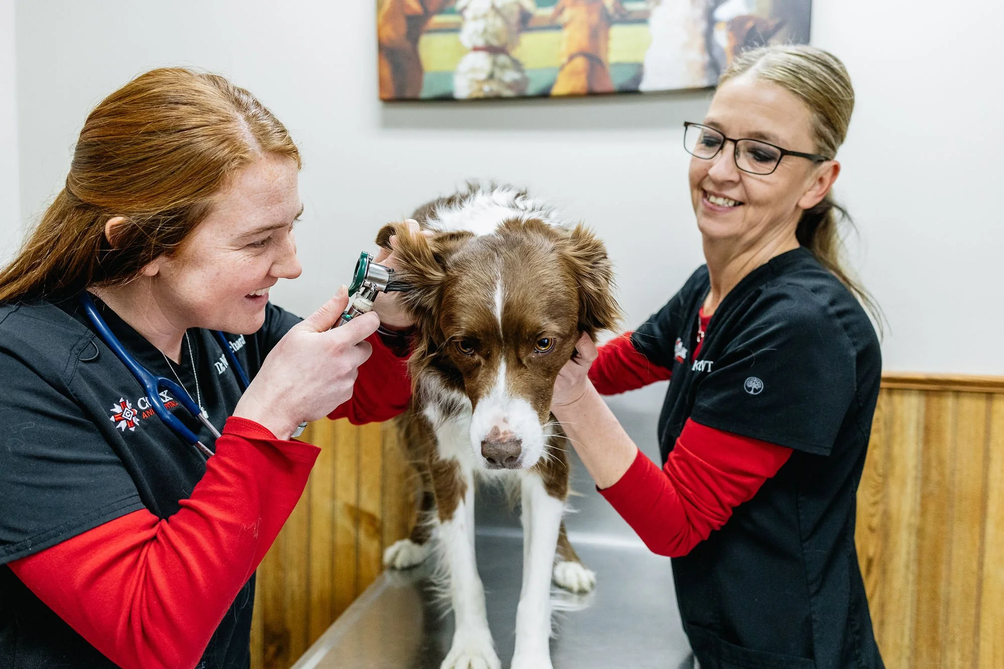 Two veterinary professionals examining a brown and white Border Collie on an examination table.