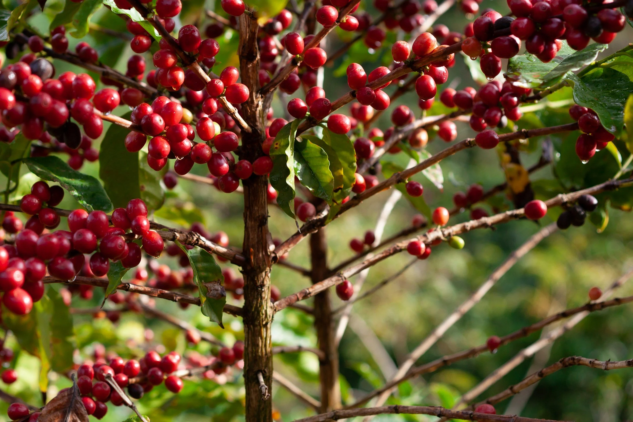 Close-up of a branch with clusters of red coffee cherries and green leaves.