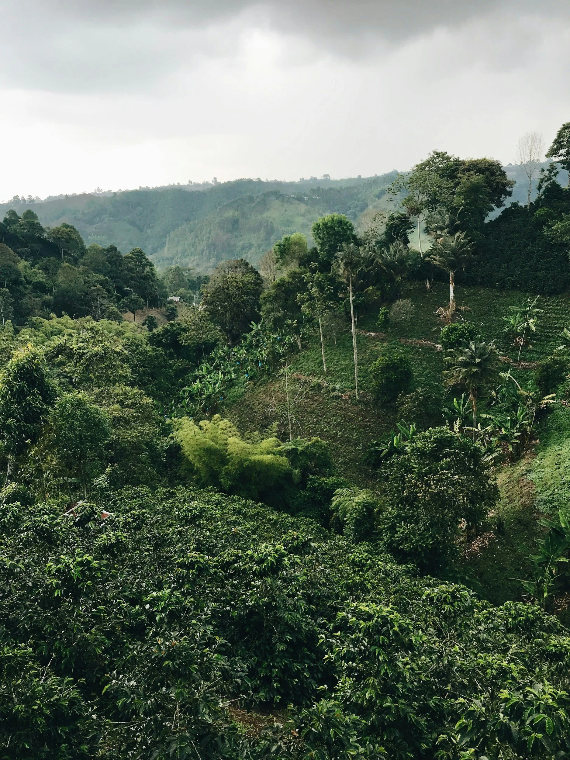 Lush green mountains with a dense forest of trees, some of which are banana and palm trees, under a cloudy sky.