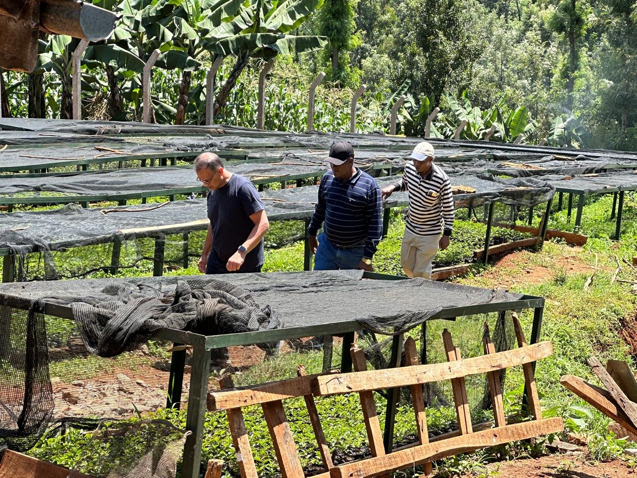 Mukarimu_Estate_Drying_Racks.jpeg