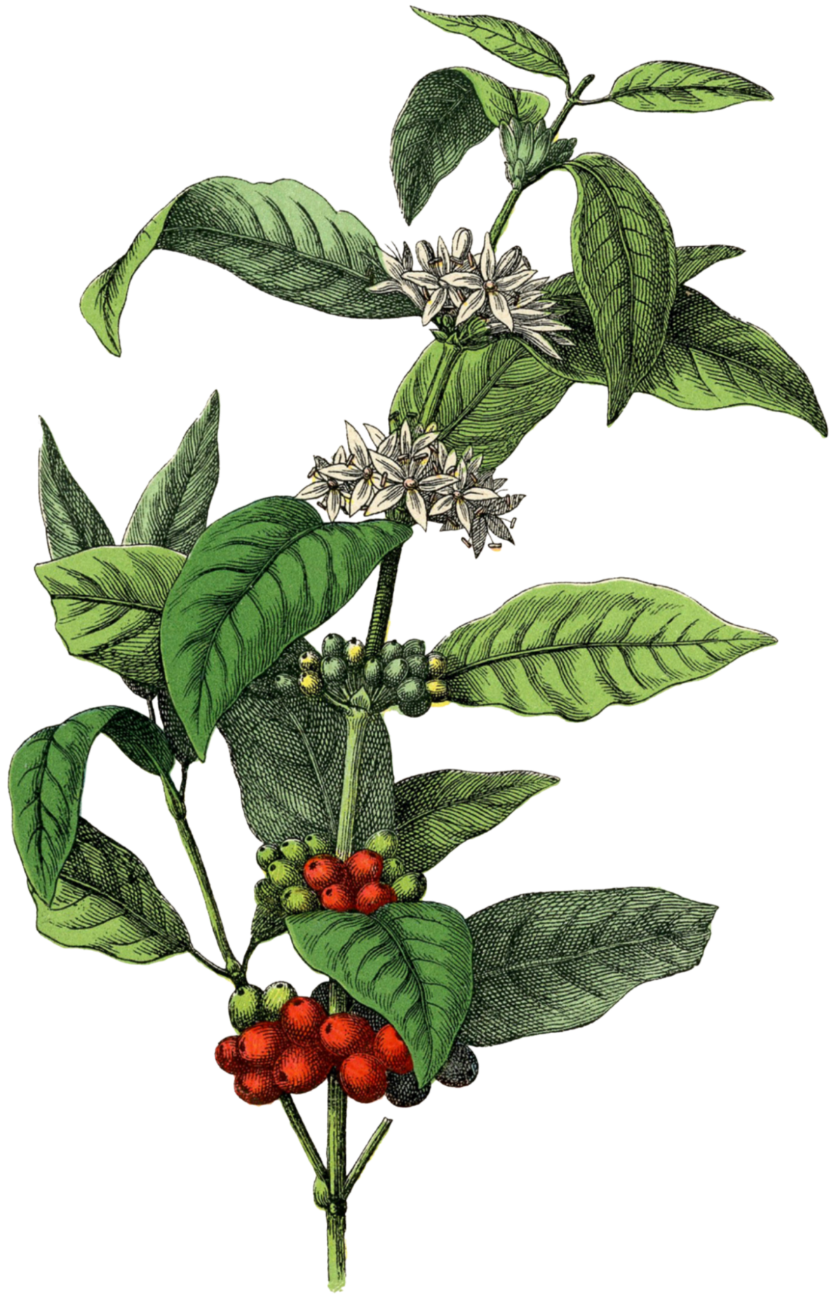 Illustration of a coffee plant with green leaves, white flowers, and clusters of unripe green and ripe red coffee cherries.