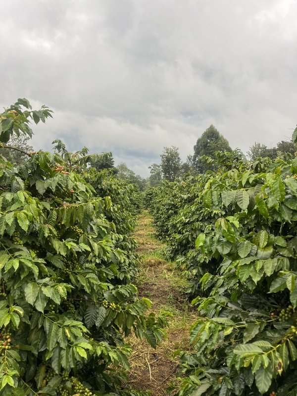 Kathendu Estate.jpg