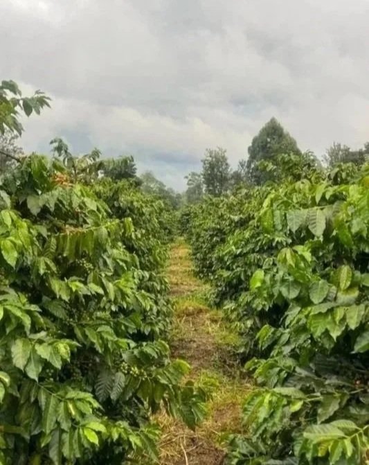 Rows of lush green coffee plants on Kathendu Estate.
