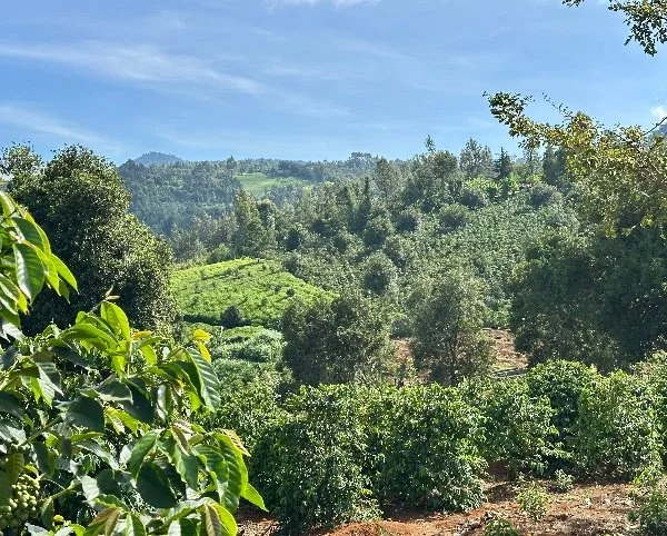 Nkumari Estate.jpg
