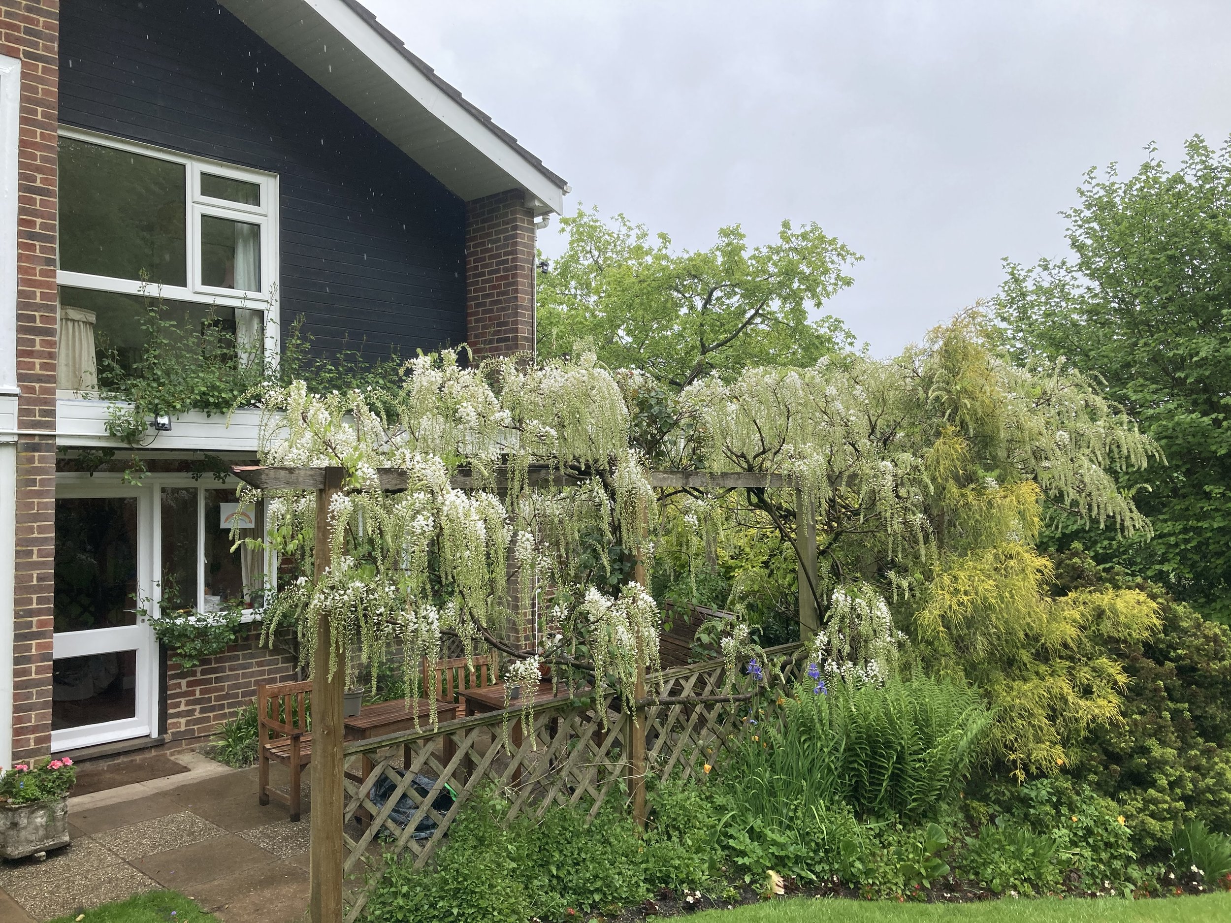 House with wooden arbor covered in blooming white wisteria vines, surrounded by greenery and large shrubs, on a grassy lawn. Maintained by Noorlander gardeners and garden maintenance, based in North Cornwall