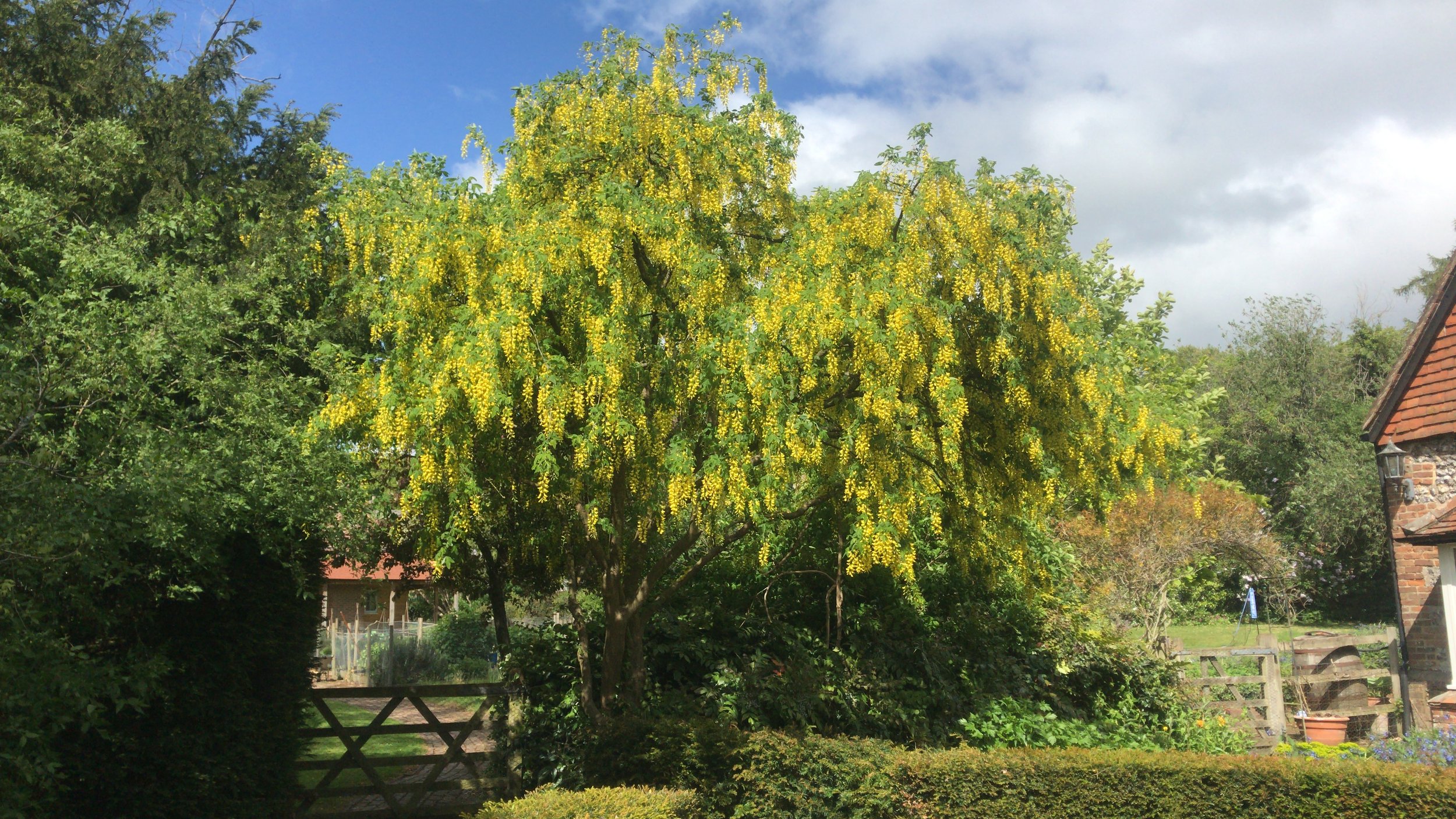 Laburnum tree with yellow blossoms, lush greenery and garden gate. Garden maintained by Noorlander gardeners and garden maintenance, based in North Cornwall, area including Padstow, Rock, Polzeath and Wadebridge.
