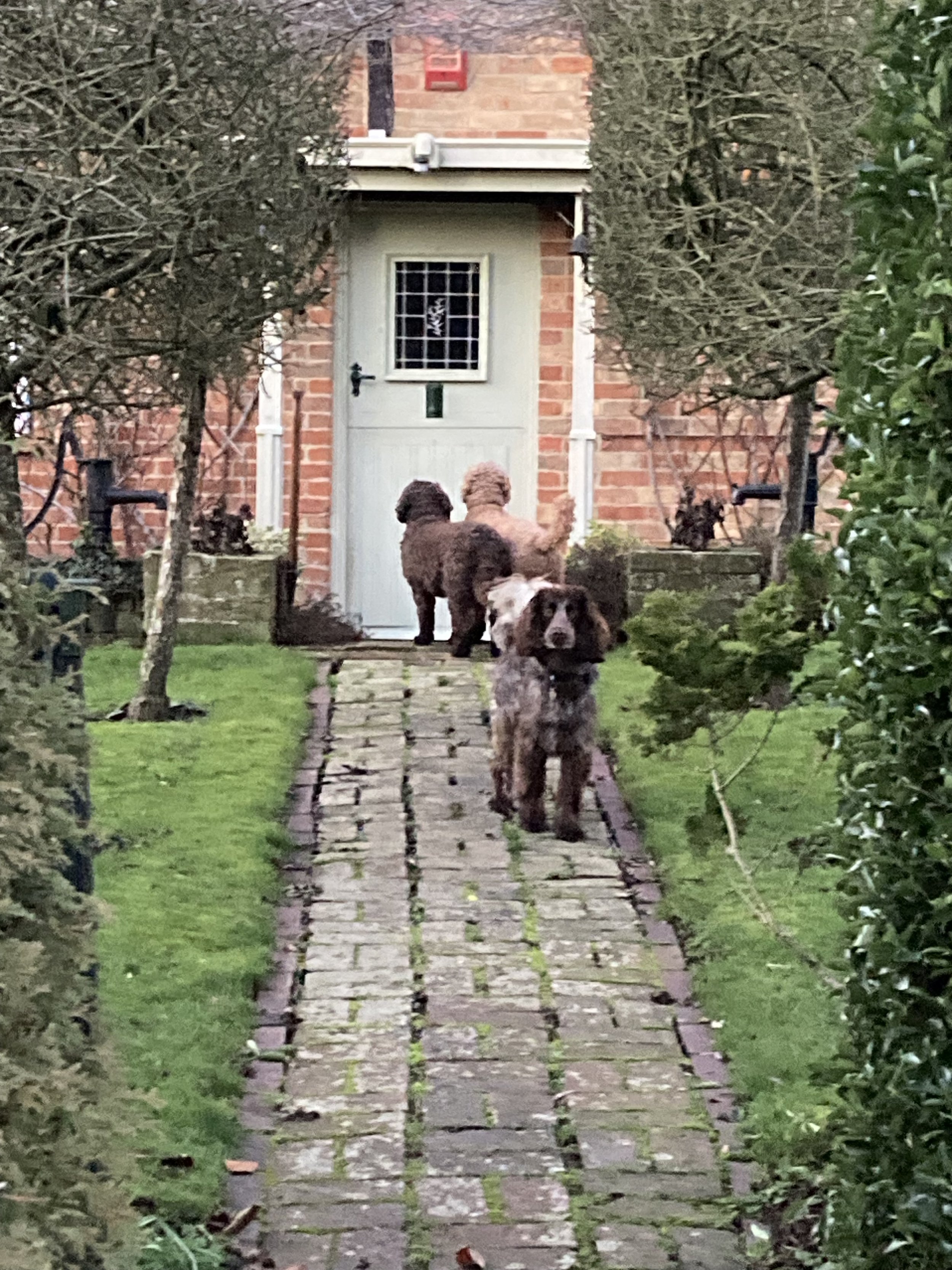 Three dogs on a stone pathway leading to a wooden door of a house, surrounded by green grass and trees. Garden maintained by Noorlander gardeners and garden maintenance, based in North Cornwall, area including Padstow, Rock, Polzeath and Wadebridge.
