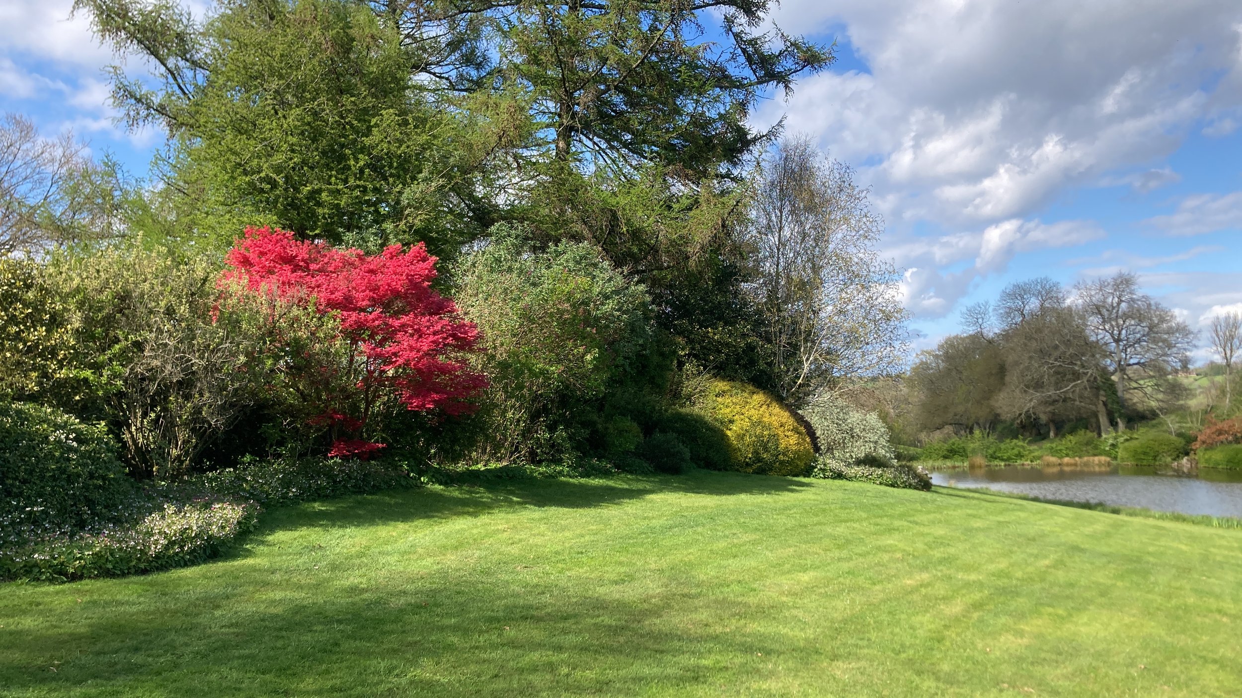 Scenic park landscape with vibrant red and green foliage, a manicured lawn. Garden maintained by Noorlander gardeners and garden maintenance, based in North Cornwall, area including Padstow, Rock, Polzeath and Wadebridge.