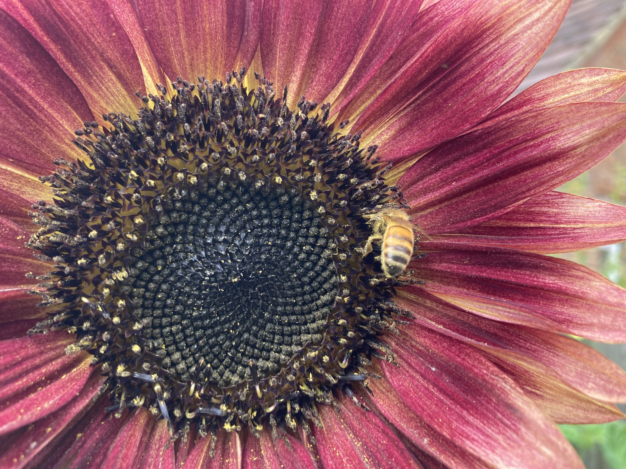 Close-up of a bee on a red sunflower. Garden maintained by Noorlander gardeners and garden maintenance, based in North Cornwall, area including Padstow, Rock, Polzeath and Wadebridge.
