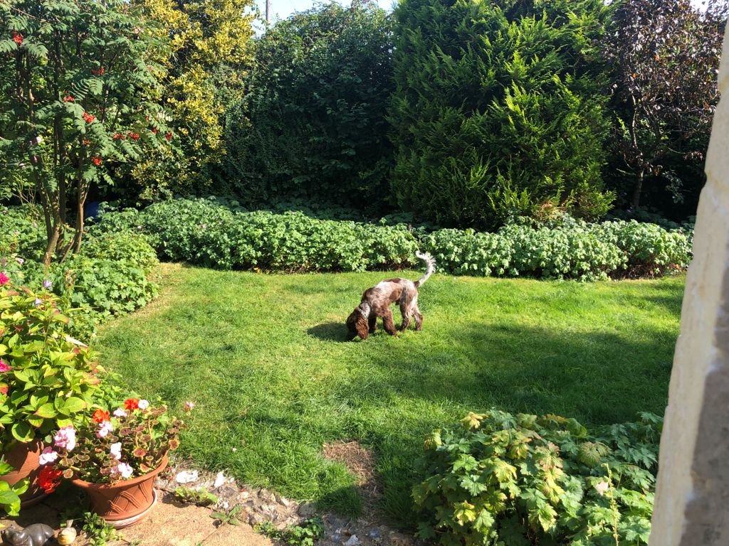Dog sniffing grass in a garden with various plants and flowers. Gardeners and garden maintenance, based in North Cornwall