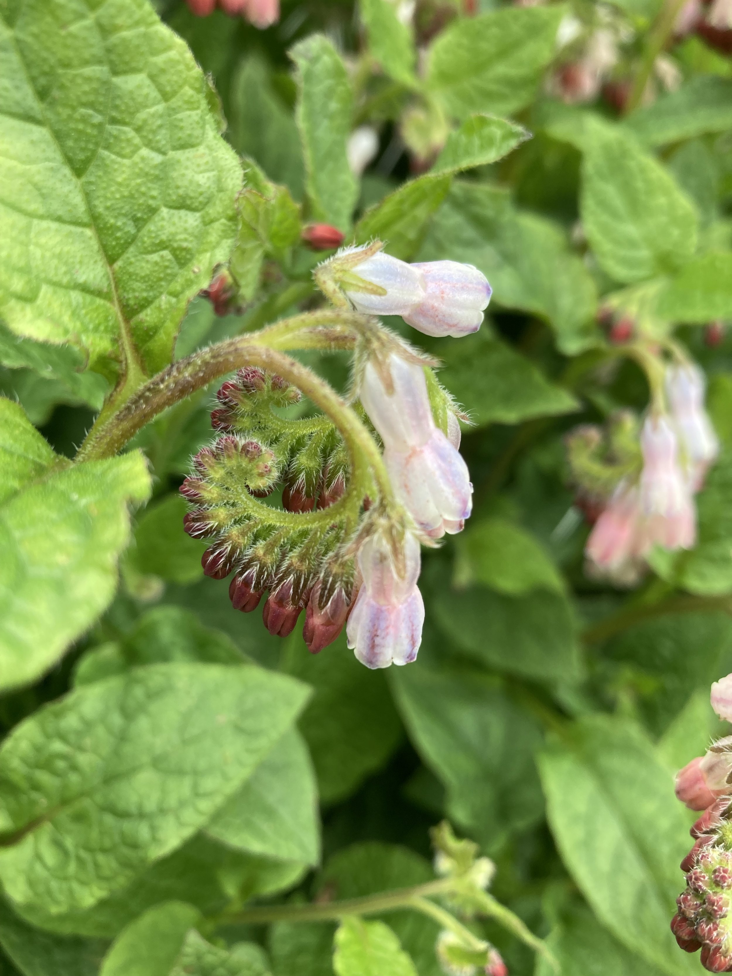 Comfrey plant with green leaves and clusters of small, bell-shaped flowers in shades of pink and white. Garden maintained by Noorlander gardeners and garden maintenance, based in North Cornwall, area including Padstow, Rock, Polzeath and Wadebridge.